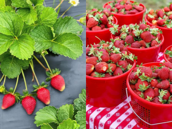 where-to-pick-strawberries-near-dallas-fort-worth