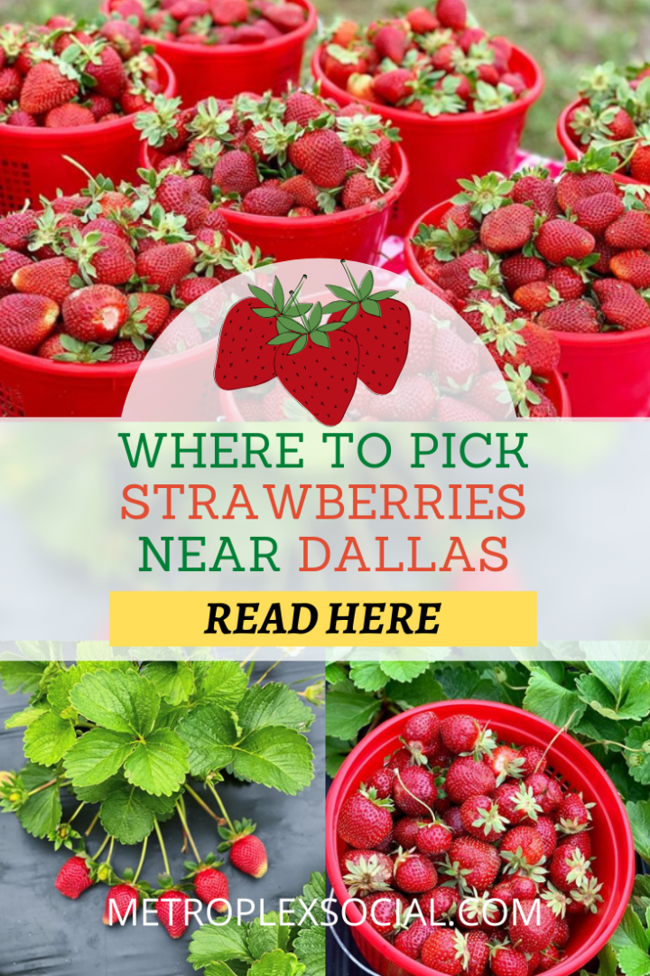 where-to-pick-strawberries-near-dallas-fort-worth